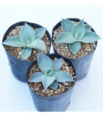 アガベ　吉祥天錦　パリーホーチエンシス Yahoo!オークション - アガベ パリー ホーチエンシス錦 吉祥天錦